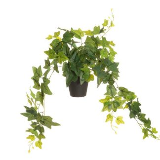 Tekokasvi Muratti isolehtinen ruukussa 80 cm